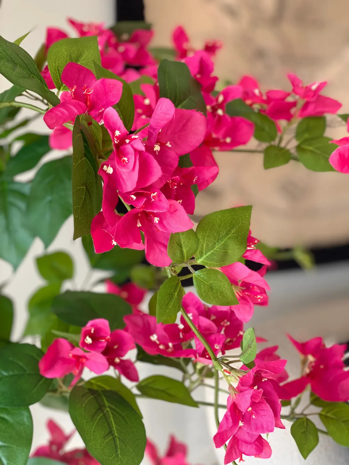 Bougainvillea sp. — katalog fotoğrafı