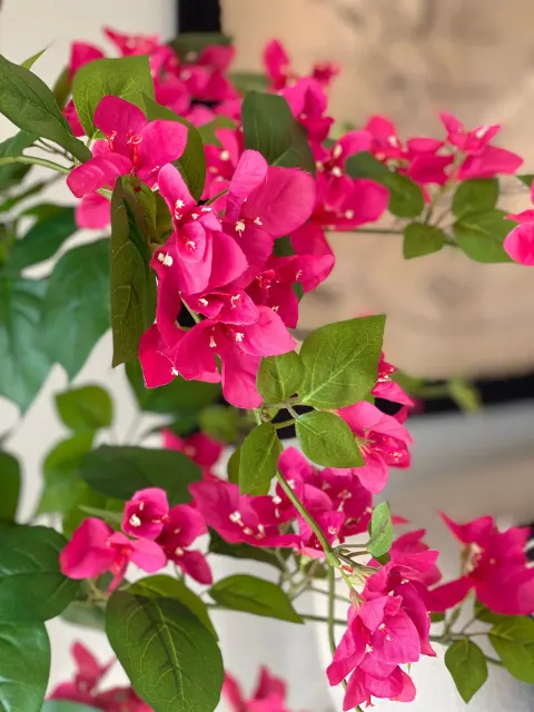 Bougainvillea sp. — katalog fotoğrafı