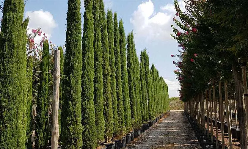 Cupressus sempervirens ‘Totem’ — katalog fotoğrafı