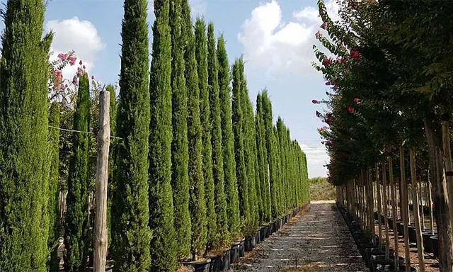 Cupressus sempervirens ‘Totem’ — katalog fotoğrafı