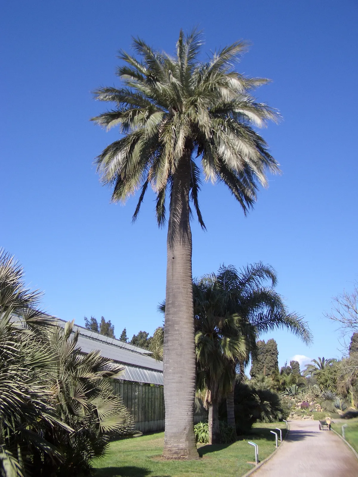 Jubaea chilensis — katalog fotoğrafı