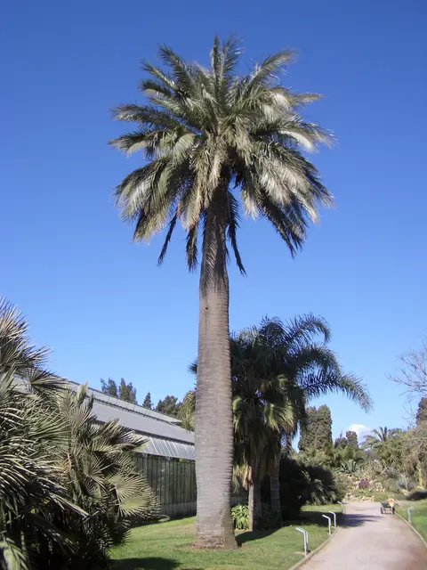 Jubaea chilensis — katalog fotoğrafı