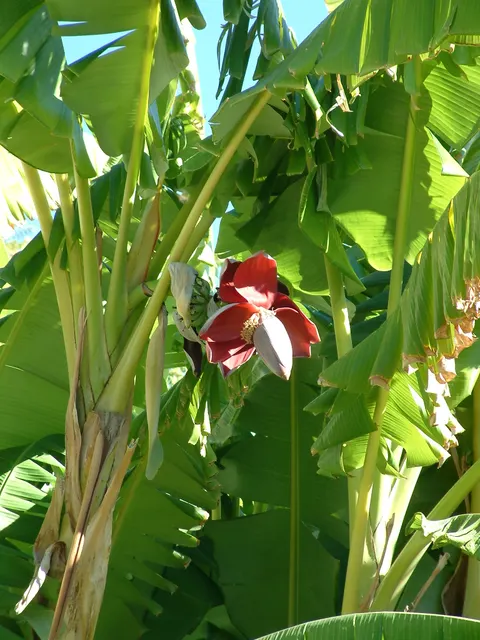 Musa × paradisiaca — katalog fotoğrafı
