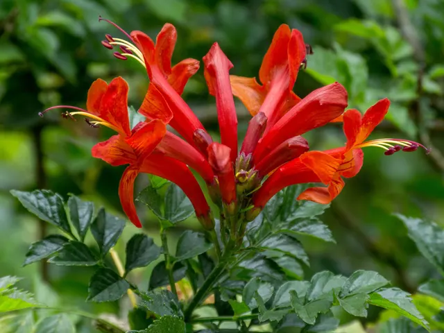 Bignonia capensis (Tecoma capensis) — katalog fotoğrafı