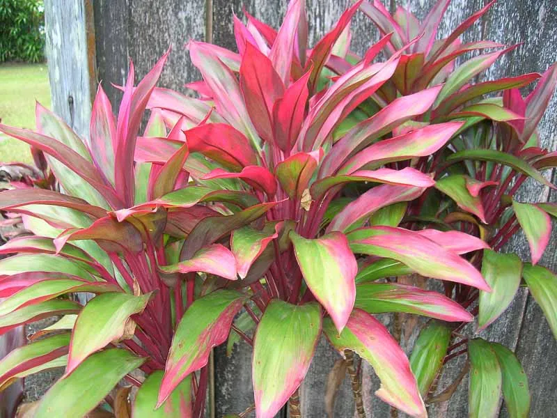 Cordyline fruticosa — katalog fotoğrafı