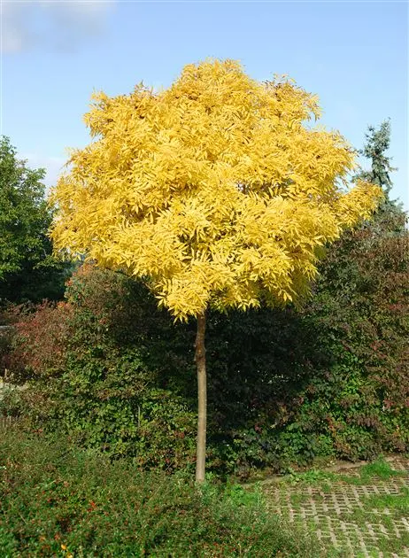 Fraxinus excelsior ‘Jaspidea’ — katalog fotoğrafı