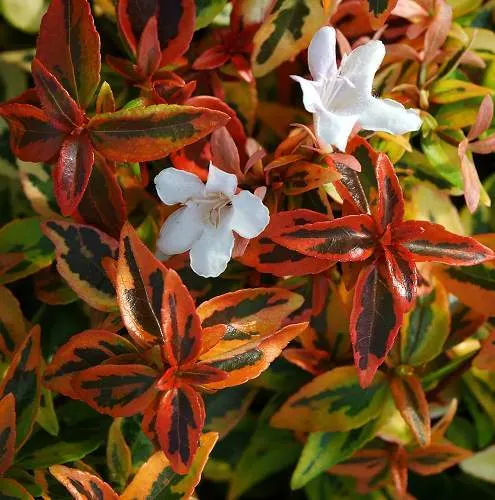 Abelia × grandiflora ‘Kaleidoscope’ — katalog fotoğrafı