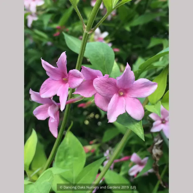 Jasminum × stephanense — katalog fotoğrafı