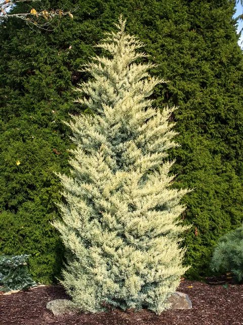 Cupressus arizonica ‘Fastigiata Aurea’ — katalog fotoğrafı