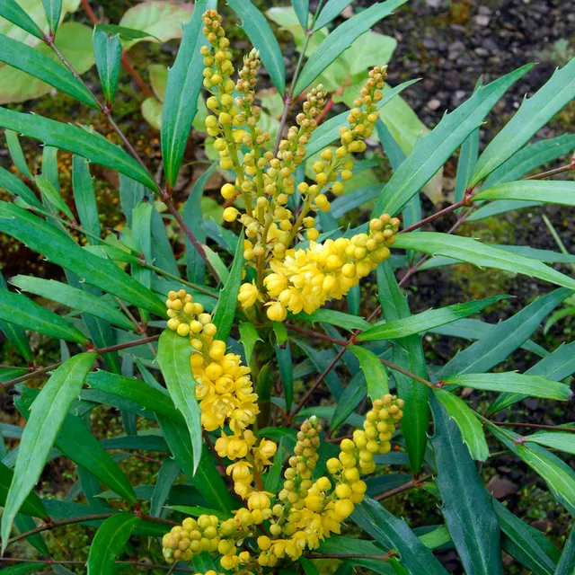 Mahonia eurybracteata ‘Sweet Winter’ — katalog fotoğrafı