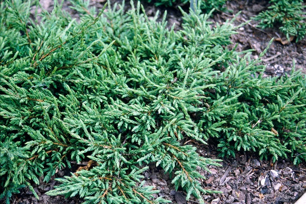 Juniperus communis ‘Repanda’ — katalog fotoğrafı