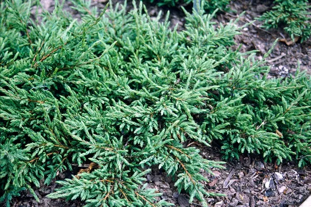 Juniperus communis ‘Repanda’ — katalog fotoğrafı