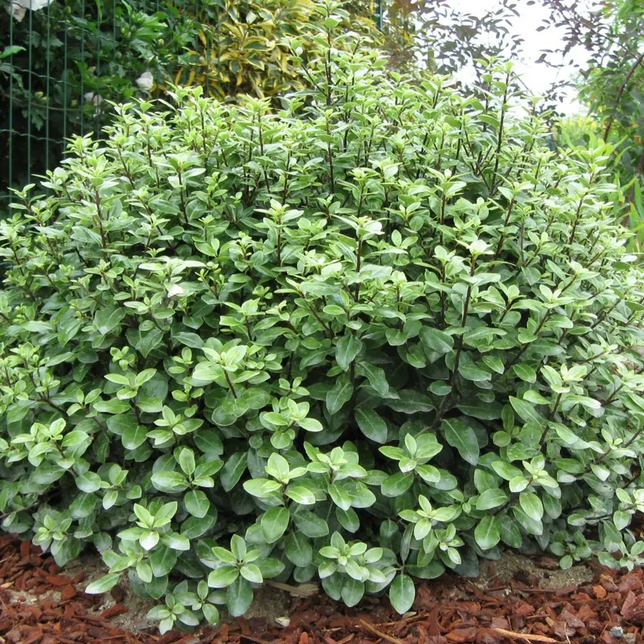 Pittosporum tenuifolium — katalog fotoğrafı
