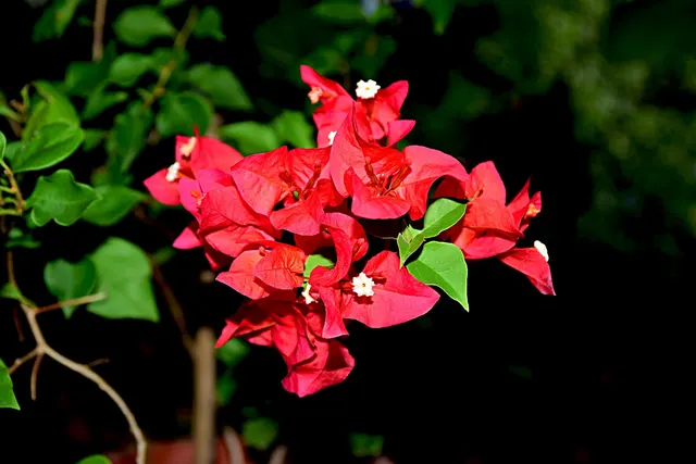 Bougainvillea ‘Scarlett O’Hara’ — katalog fotoğrafı