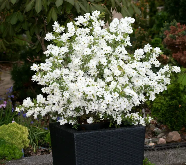Exochorda racemosa ‘Niagara’ — katalog fotoğrafı