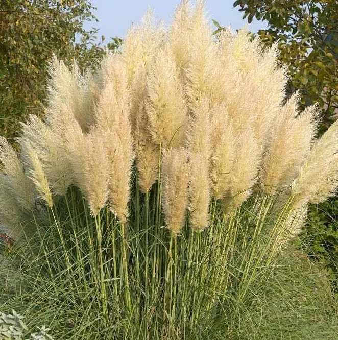 Cortaderia selloana ‘Pumila’ — katalog fotoğrafı