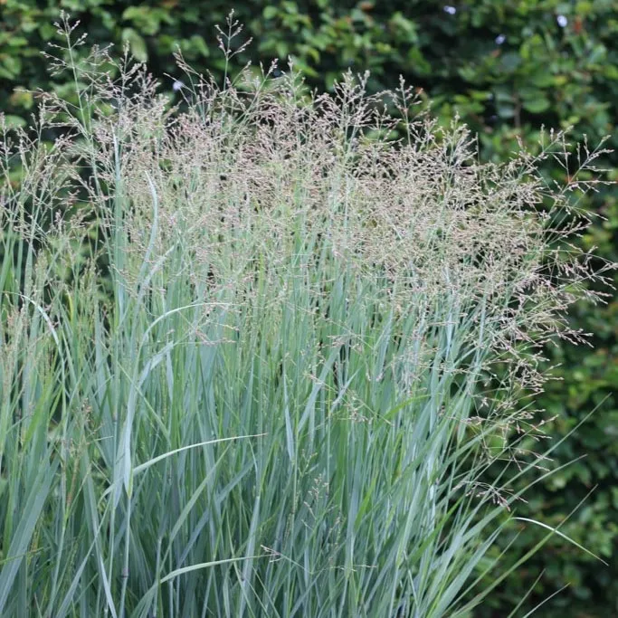 Panicum virgatum ‘Prairie Sky’ — katalog fotoğrafı