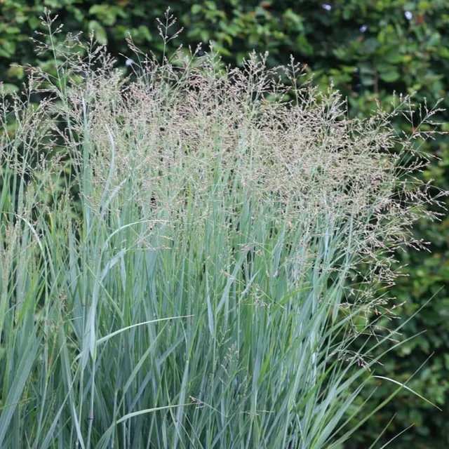Panicum virgatum ‘Prairie Sky’ — katalog fotoğrafı