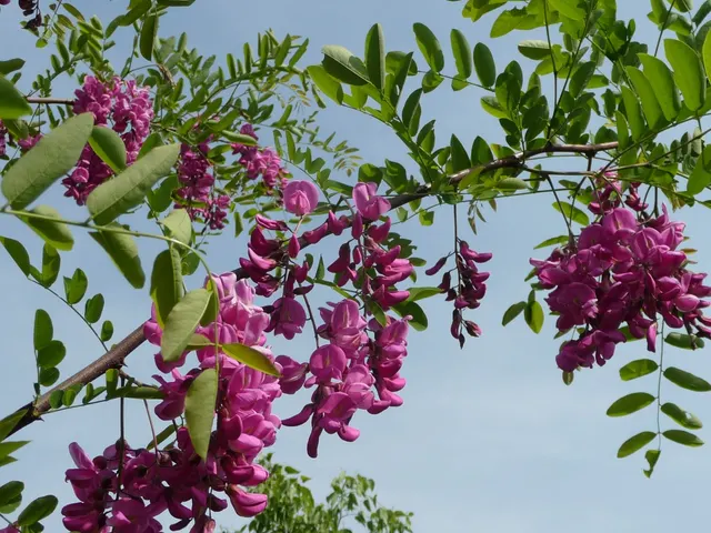 Robinia × margaretta ‘Casque Rouge’ — katalog fotoğrafı