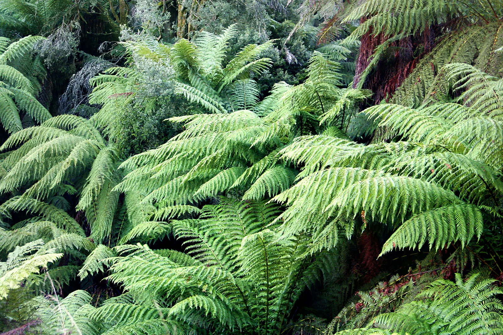 Dicksonia antarctica — katalog fotoğrafı