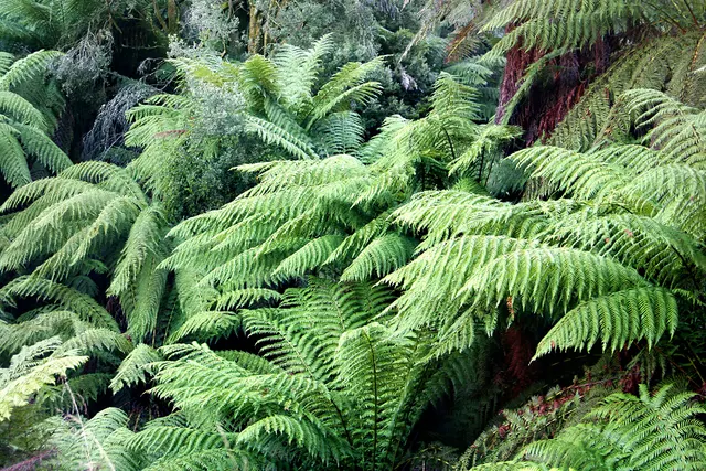 Dicksonia antarctica — katalog fotoğrafı