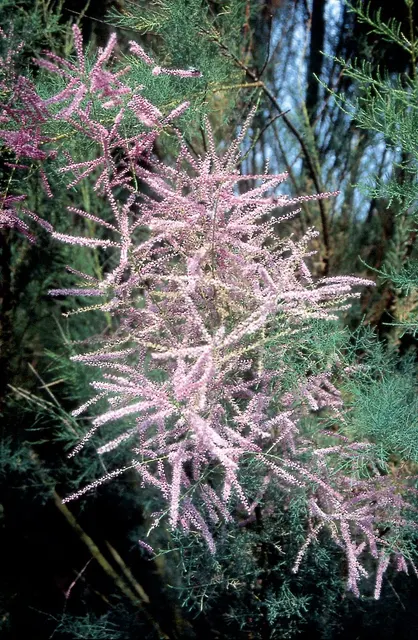 Tamarix tetrandra — katalog fotoğrafı