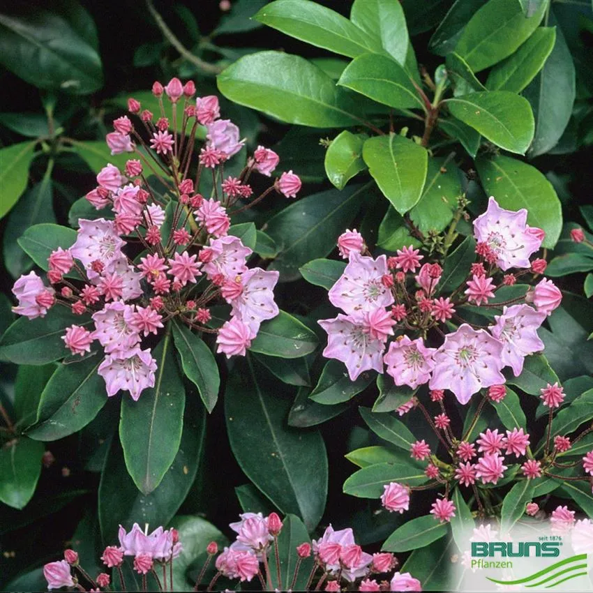 Kalmia latifolia — katalog fotoğrafı