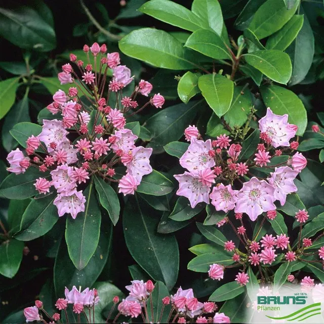 Kalmia latifolia — katalog fotoğrafı