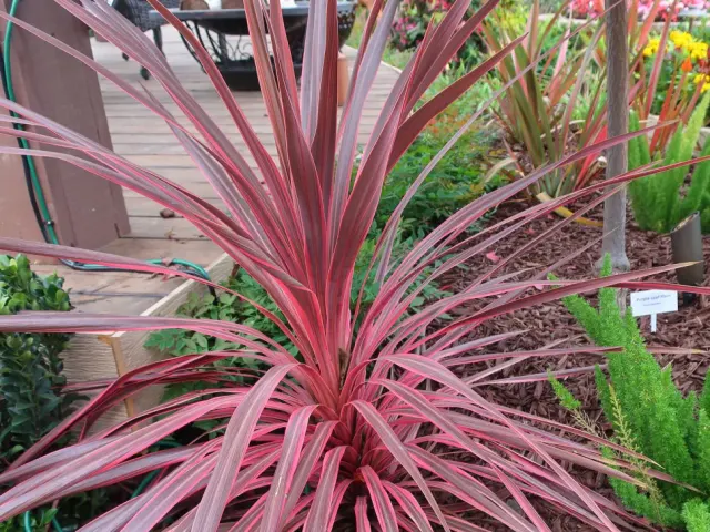 Cordyline australis ‘Red Star’ — katalog fotoğrafı
