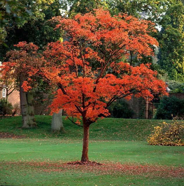 Acer griseum — katalog fotoğrafı