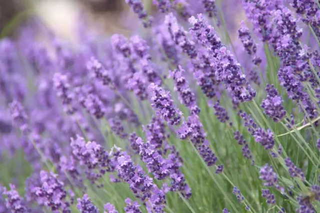 Lavandula — katalog fotoğrafı