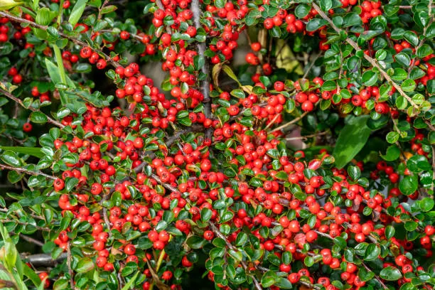 Cotoneaster horizontalis — katalog fotoğrafı