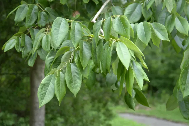 Fraxinus americana — katalog fotoğrafı