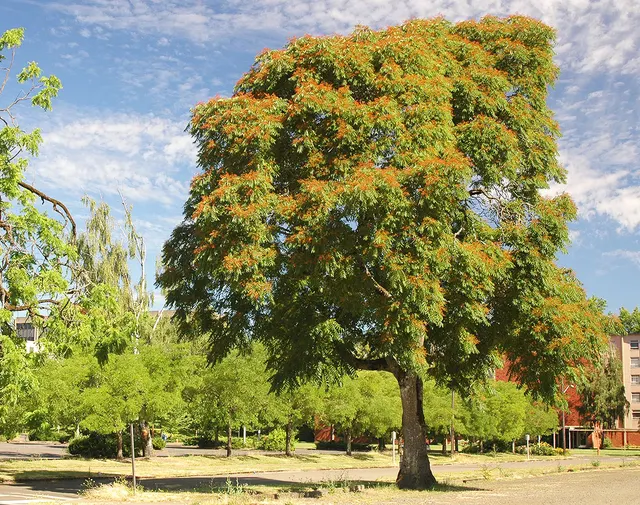 Ailanthus altissima — katalog fotoğrafı