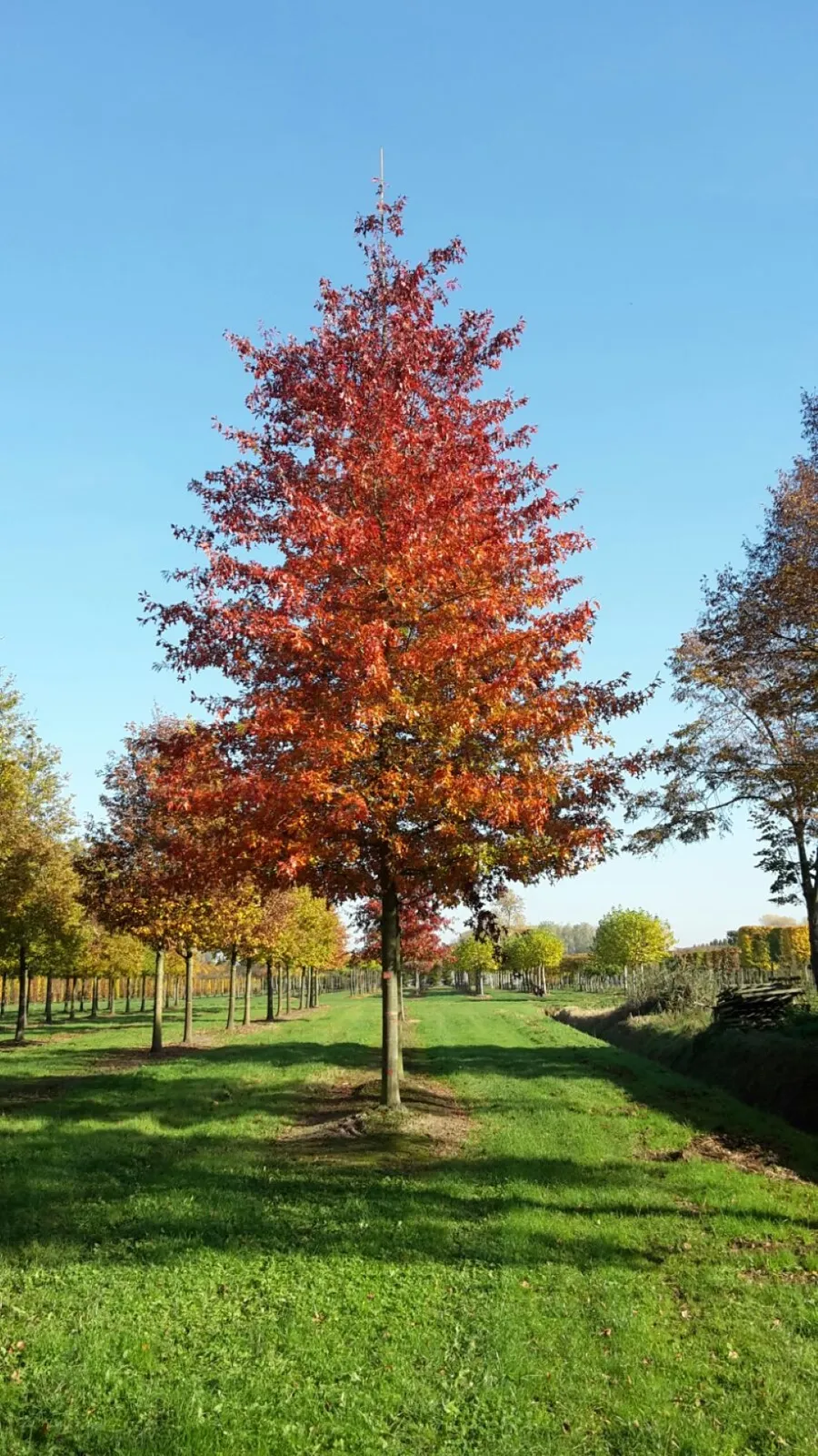 Quercus palustris — katalog fotoğrafı