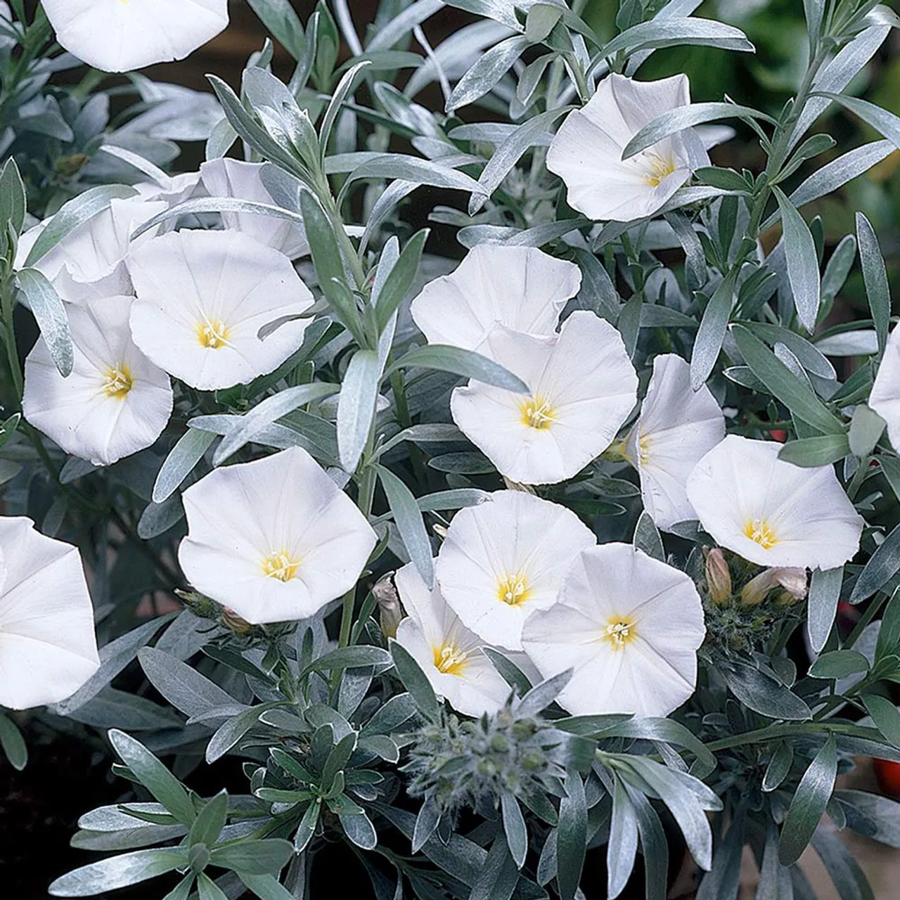 Convolvulus cneorum — katalog fotoğrafı