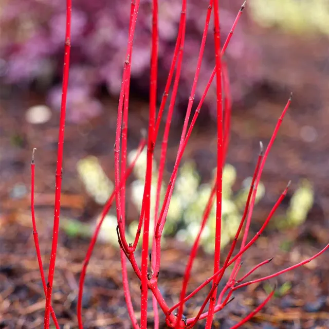 Cornus alba ‘Baton Rouge’ — katalog fotoğrafı