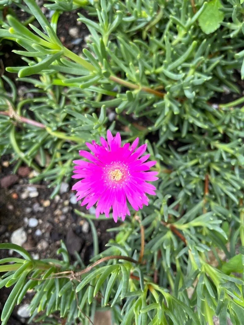 Lampranthus roseus — katalog fotoğrafı