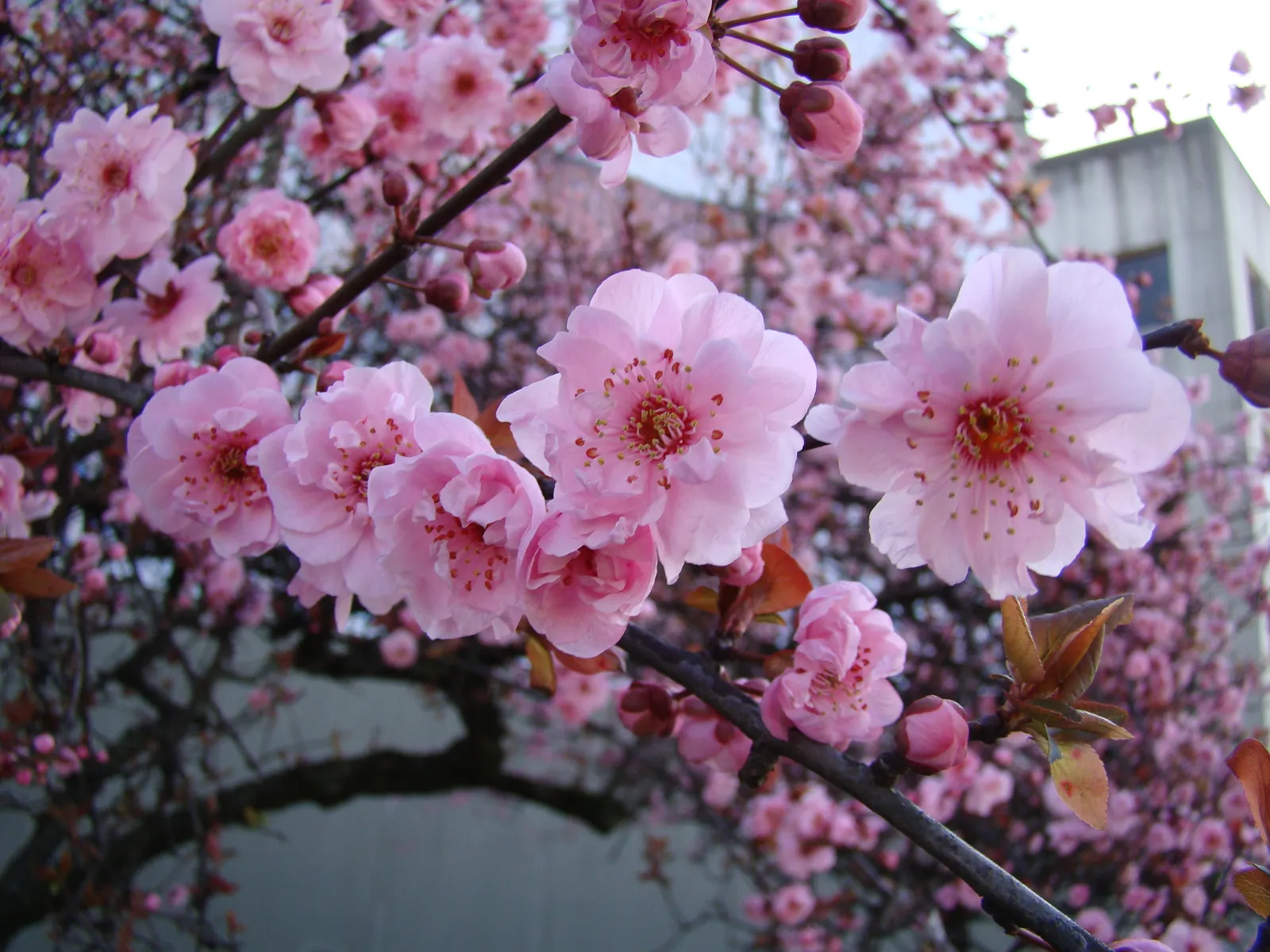 Prunus × blireiana — katalog fotoğrafı