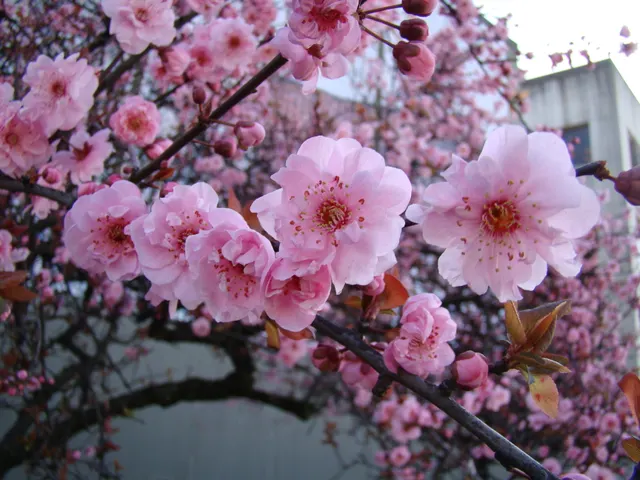 Prunus × blireiana — katalog fotoğrafı