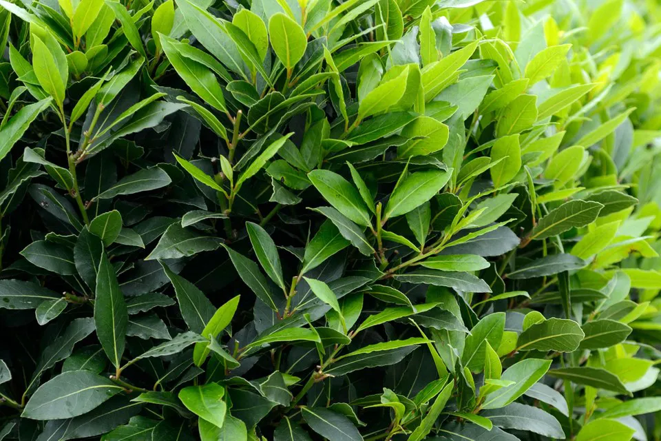 Laurus nobilis — katalog fotoğrafı