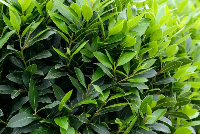 Laurus nobilis — katalog fotoğrafı