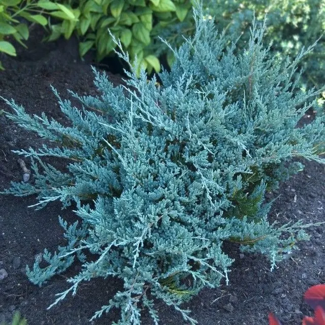 Juniperus horizontalis ‘Blue Chip’ — katalog fotoğrafı