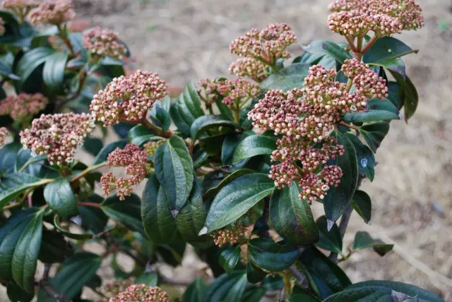 Viburnum cinnamomifolium — katalog fotoğrafı