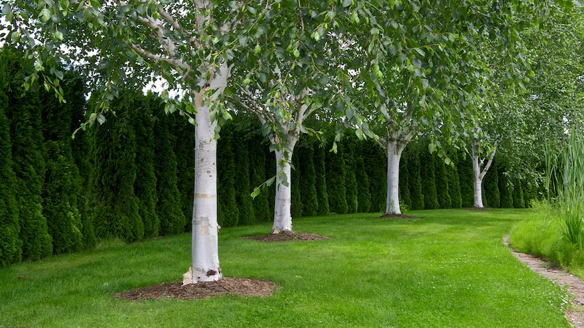 Betula utilis ‘Doorenbos’ — katalog fotoğrafı