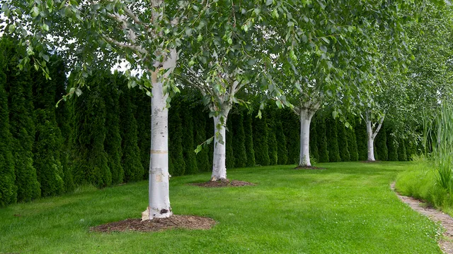 Betula utilis ‘Doorenbos’ — katalog fotoğrafı