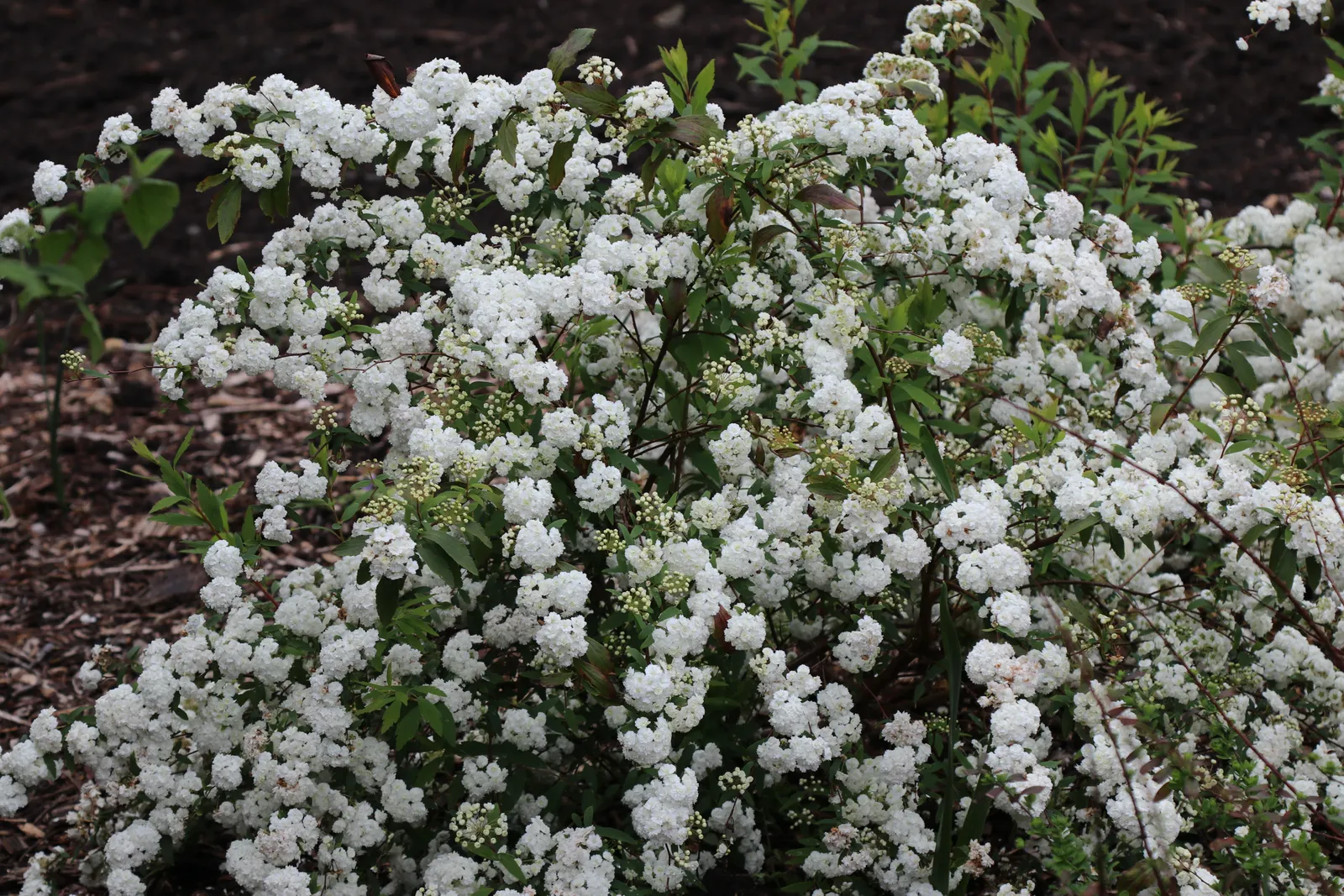 Spiraea japonica ‘Albiflora’ — katalog fotoğrafı