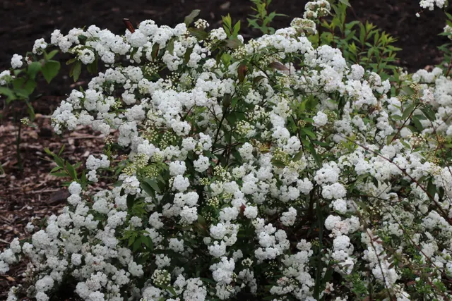 Spiraea japonica ‘Albiflora’ — katalog fotoğrafı