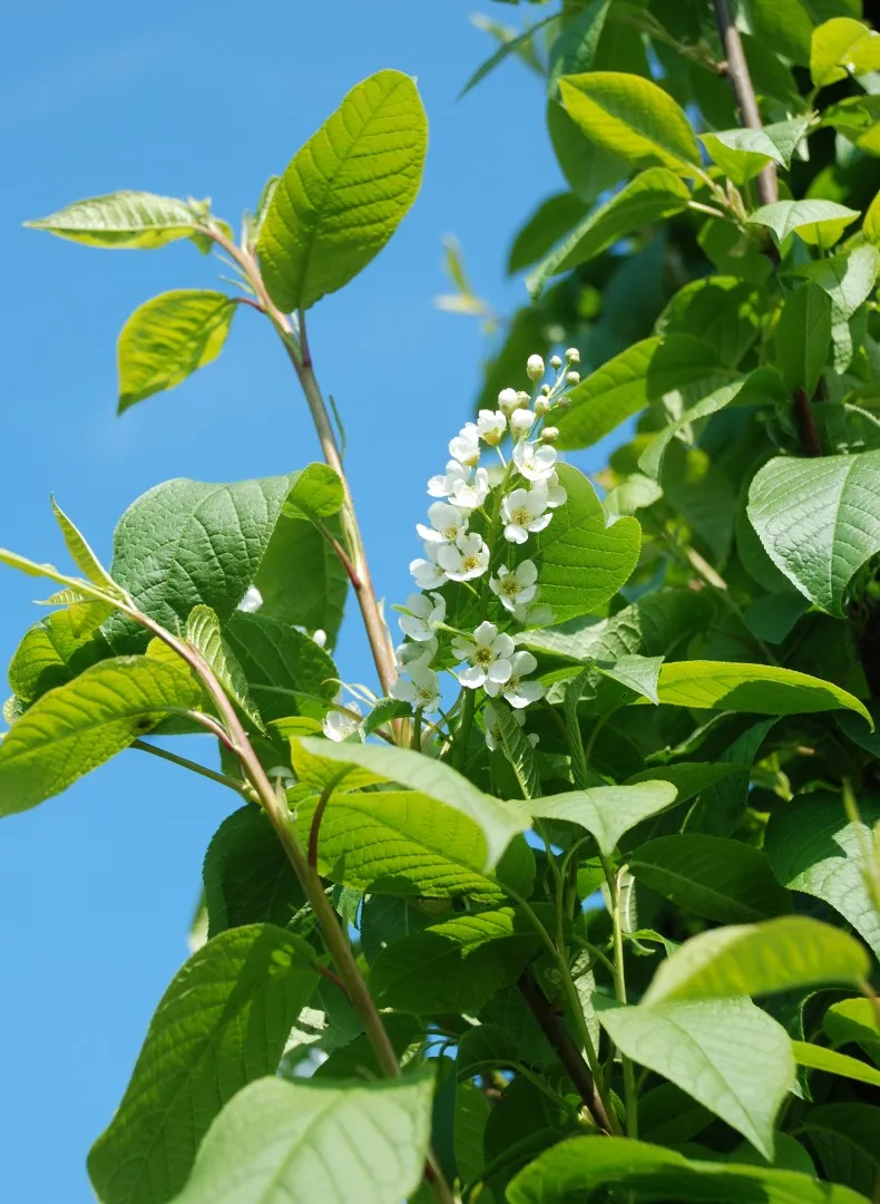 Prunus padus — katalog fotoğrafı