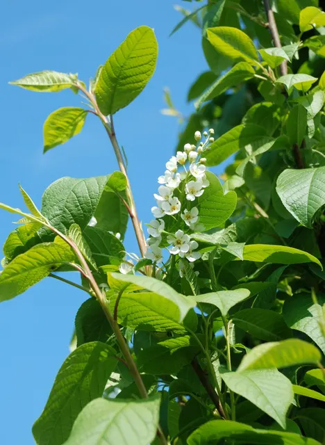 Prunus padus — katalog fotoğrafı